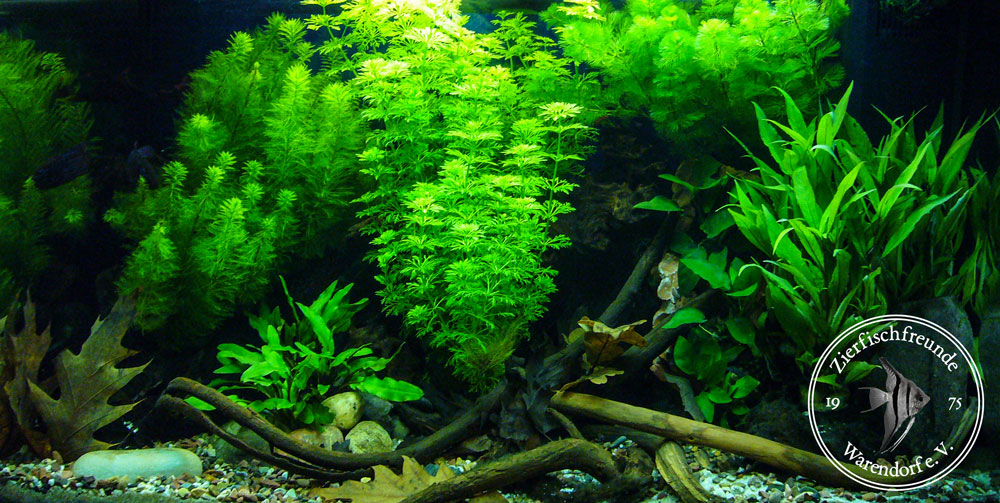 bepflantes 60-Liter-Aquarium