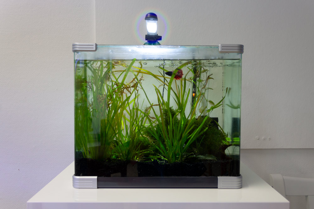 Nano-Aquarium mit Kampffisch