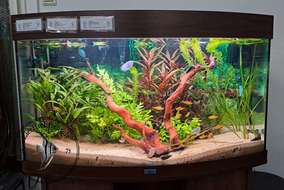 Aquarium mit Fischen aus Südostasien