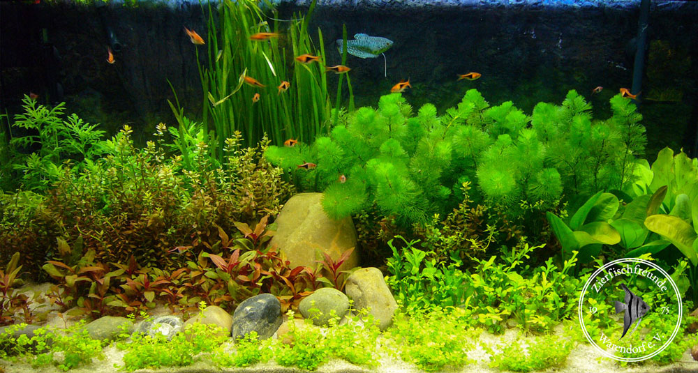 neu bepflanztes Süßwasseraquarium